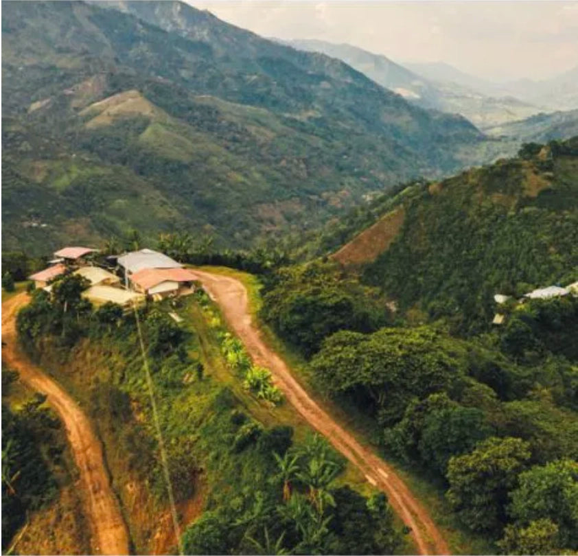 Scenic aerial shot of a mountain road in Planadas, Colombia, with vibrant green coffee farms lining the landscape