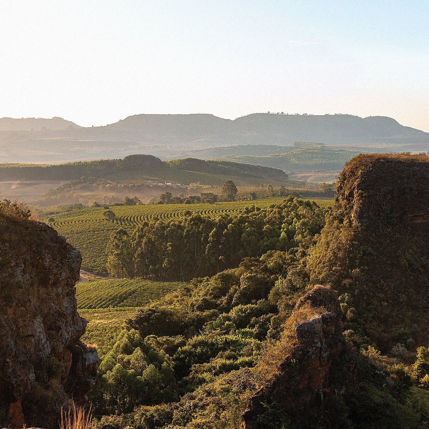 A scenic view of a Brazilian coffee farm valley with mountains rising in the background