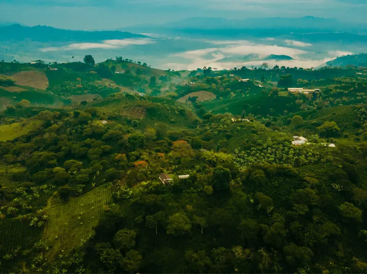 EL BUHO | DECAF | COLOMBIA