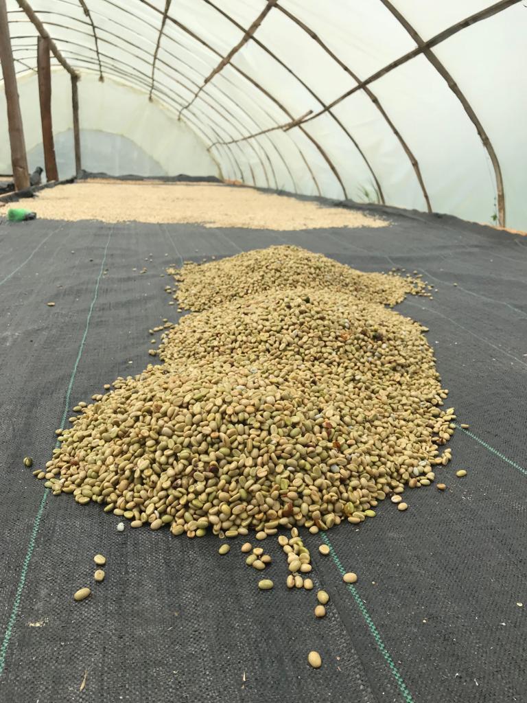 BUENOS AIRES BOURBON SIDRA | COLOMBIA