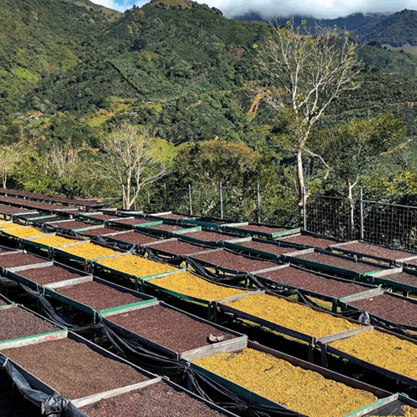 FINCA MONTE ALTO | COSTA RICA