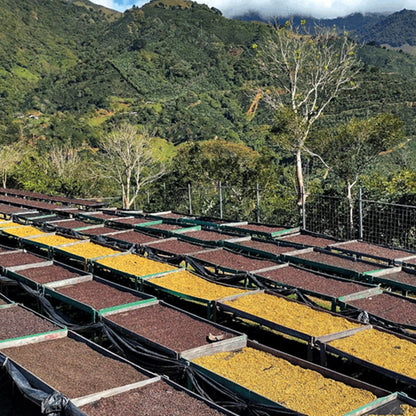 FINCA MONTE ALTO | COSTA RICA