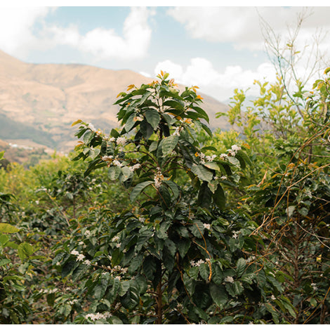 FINCA LA TUNA | PERU