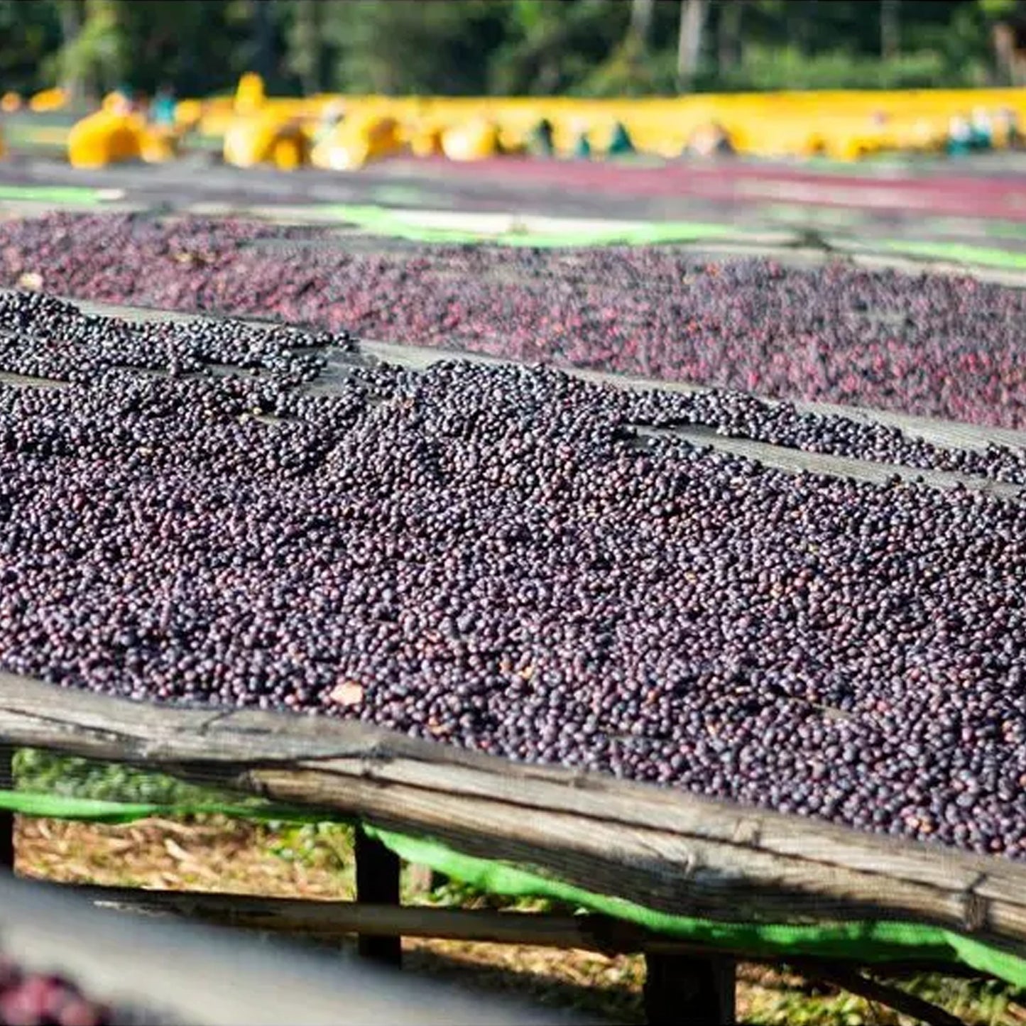 Row of coffee berries drying on a wooden surface with greenery in the background