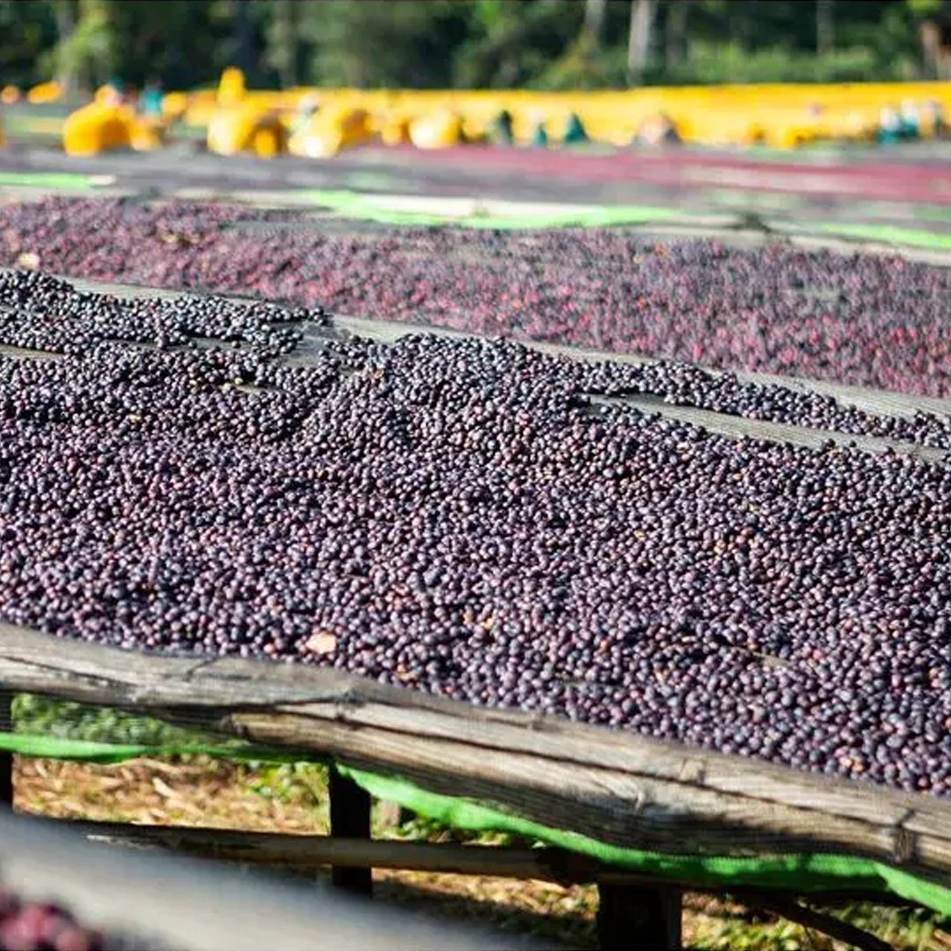 Row of coffee berries drying on a wooden surface with greenery in the background
