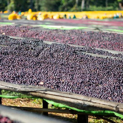 Row of coffee berries drying on a wooden surface with greenery in the background