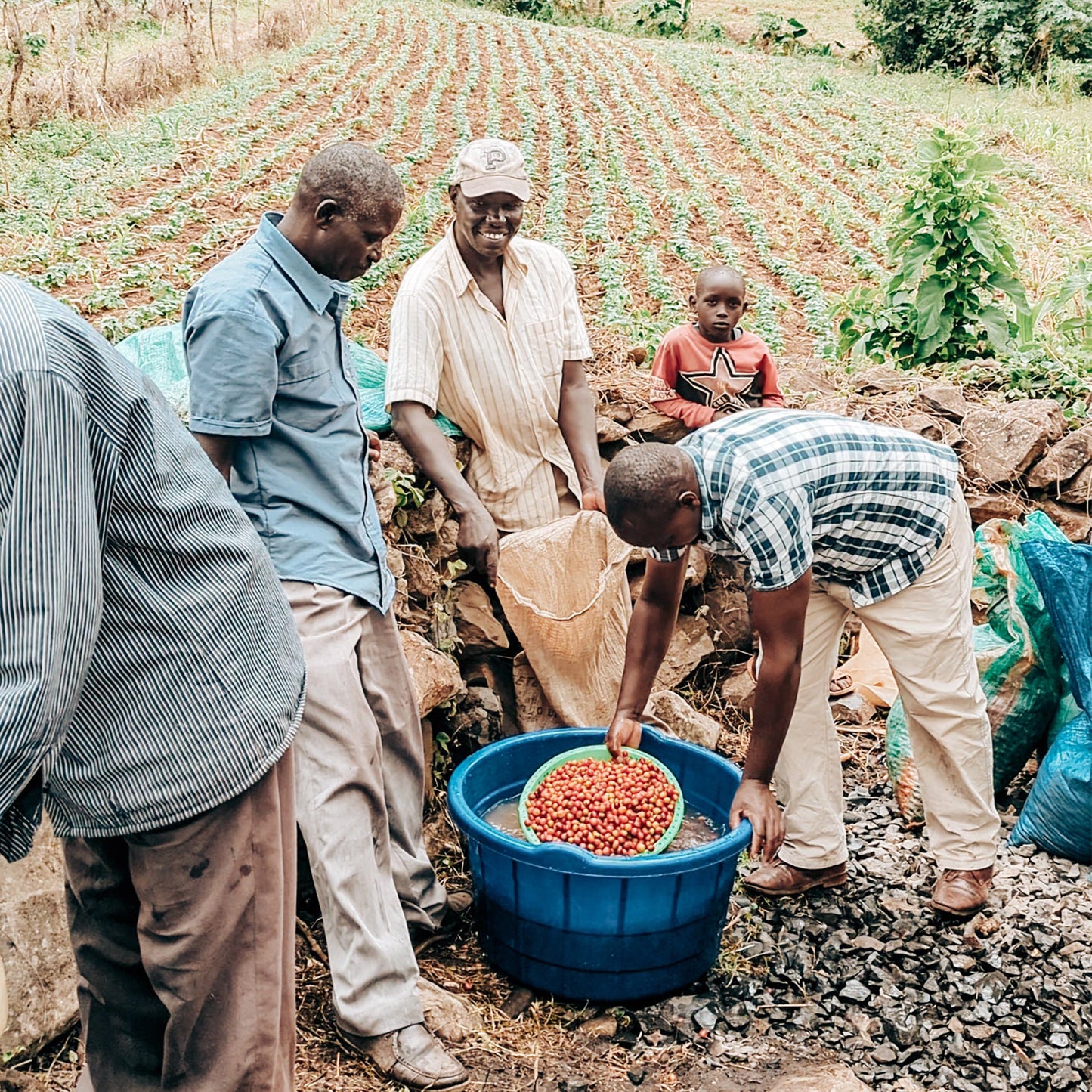A group of farmers sorting coffee cherries in a blue basin in a coffee farm in kenya.