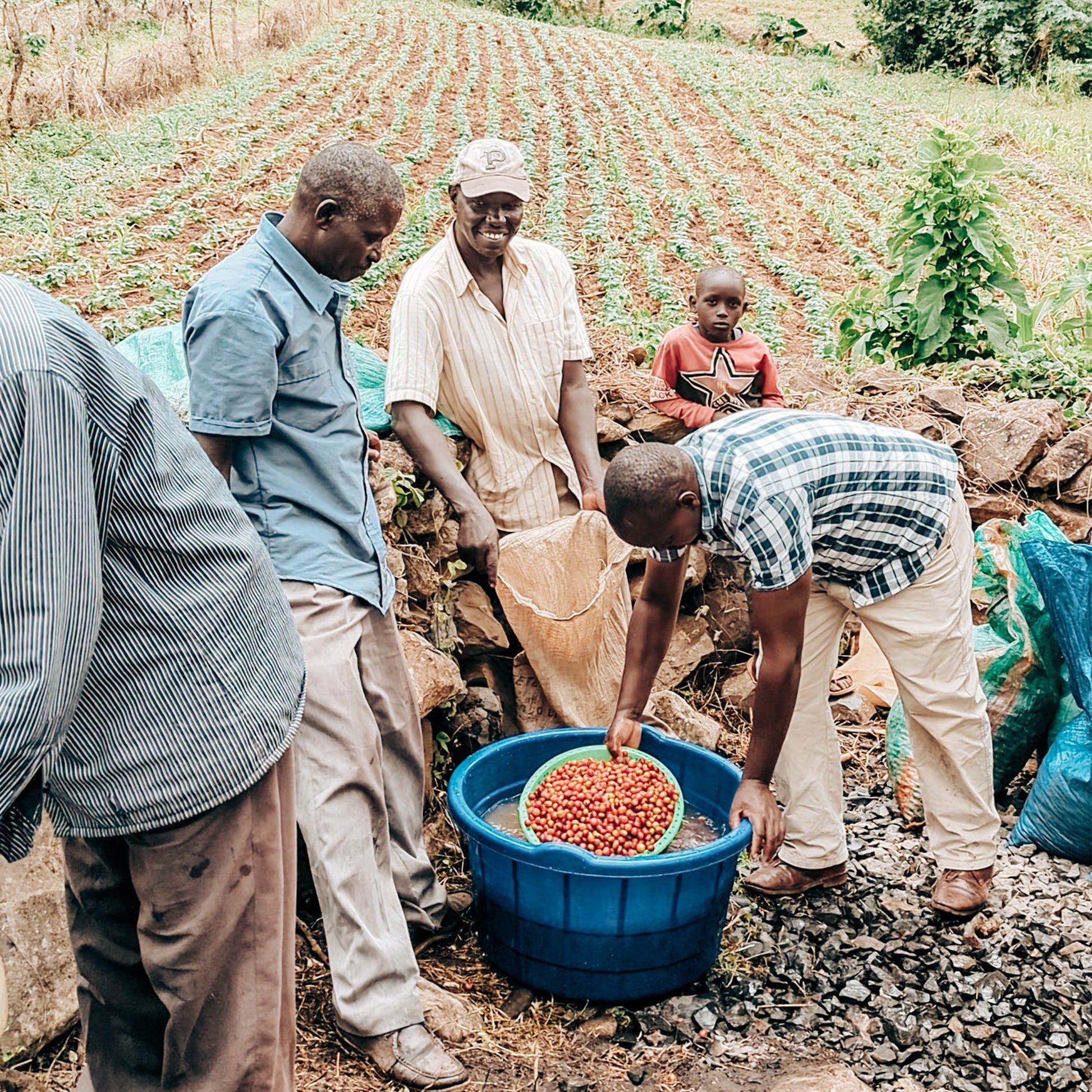 A group of farmers sorting coffee cherries in a blue basin in a coffee farm in kenya.