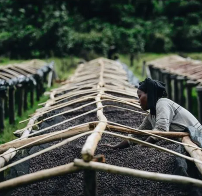 Person working with coffee beans on a coffee farm